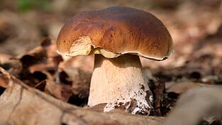 Steinpilze sind hochgeschätze Speisepilze; glücklich, wer sie findet. Steinpilze sind hochgeschätze Speisepilze; glücklich, wer sie findet.