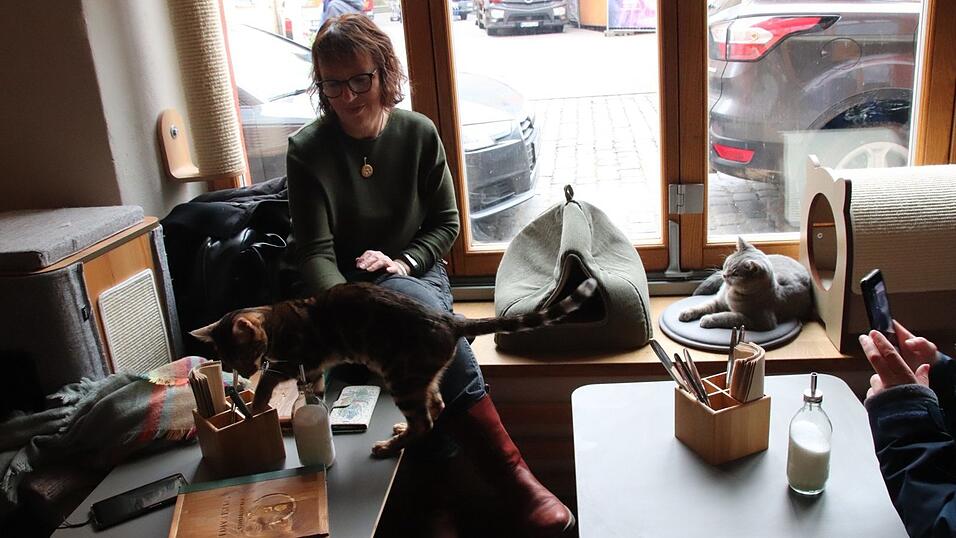 'Kaffee trinken mit Katzen' - das Regensburger Katzencaf&eacute; in der Oberm&uuml;nsterstra&szlig;e hat am 16. Januar er&ouml;ffnet.
