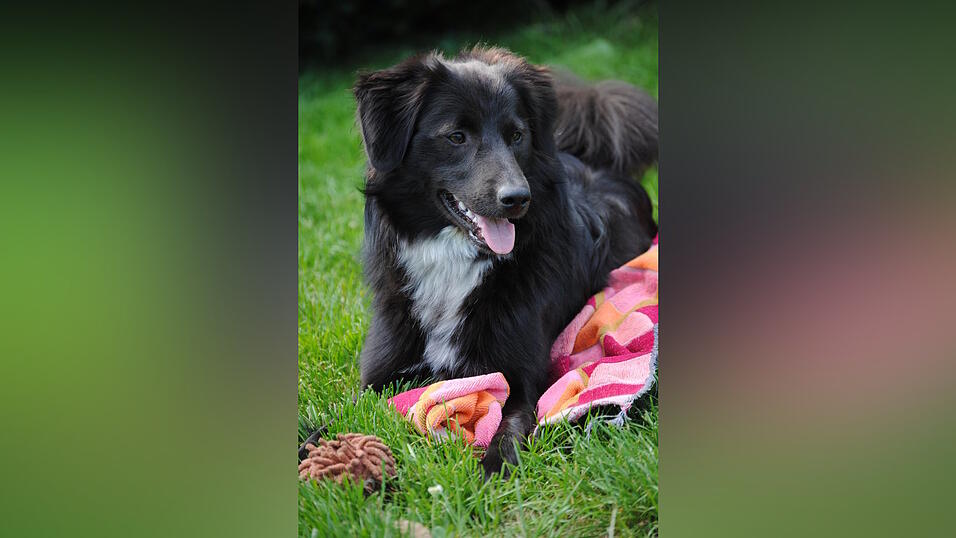 Soll die Anleinpflicht für Hunde für ganz Baierbach gelten? Diese Entscheidung will der Gemeinderat demnächst fällen. Soll die Anleinpflicht für Hunde für ganz Baierbach gelten? Diese Entscheidung will der Gemeinderat demnächst fällen.