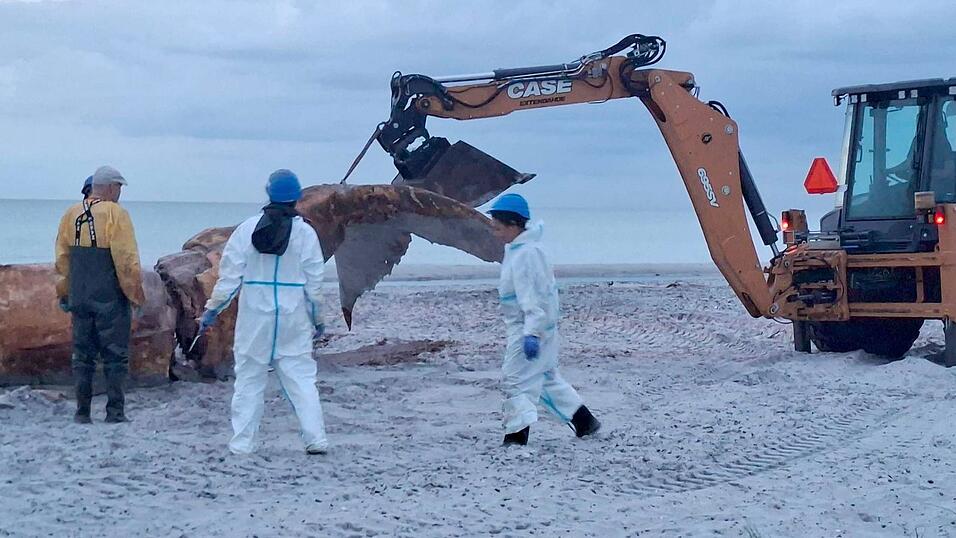 Ein Bagger hievte immer wieder Teile des Wals in Richtung der Container. Ein Bagger hievte immer wieder Teile des Wals in Richtung der Container.