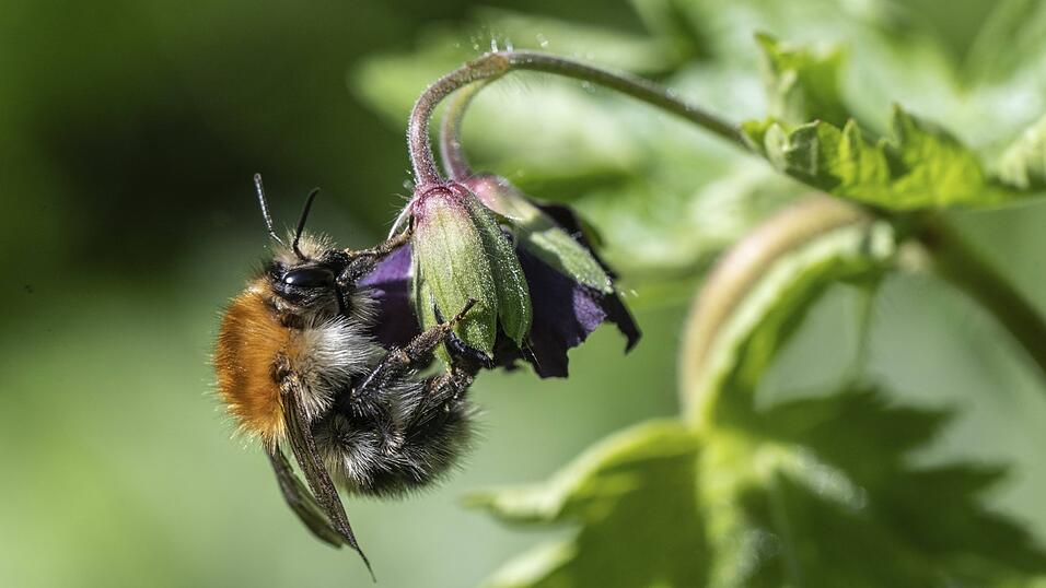 Ackerhummel am Storchschnabel.