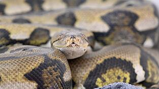 Netzpythons gehören zu den größten Schlangenarten der Welt. (Symbolbild) Netzpythons gehören zu den größten Schlangenarten der Welt. (Symbolbild)