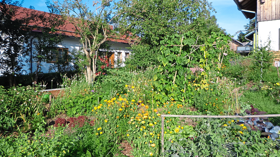 Der Anbau von eigenem Gemüse unterbindet lange Transportwege und schont so das Klima. Der Anbau von eigenem Gemüse unterbindet lange Transportwege und schont so das Klima.