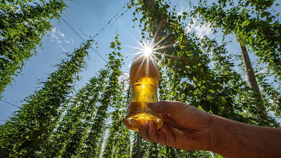 Der gesunkene Bierkonsum ist der Hauptgrund für den Preisverfall.