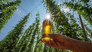 Der gesunkene Bierkonsum ist der Hauptgrund für den Preisverfall.