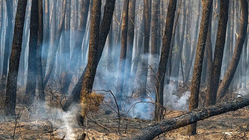 Tausende Hektar Wald sind durch die Flammen zerstört worden. Tausende Hektar Wald sind durch die Flammen zerstört worden.