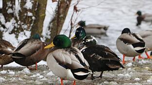Im Landkreis Cham ist wieder ein Fall von Geflügelpest bestätigt worden. Im Landkreis Cham ist wieder ein Fall von Geflügelpest bestätigt worden.