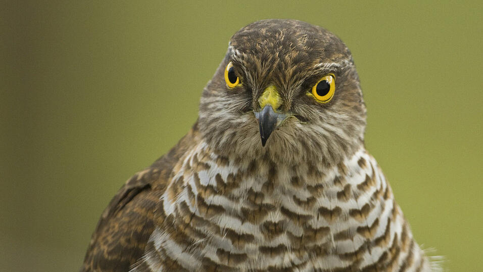 Sperber haben eine helle, dunkel gebänderte Unterseite, wobei weibliche Tiere deutlich größer als ihre männlichen Verwandten sind.