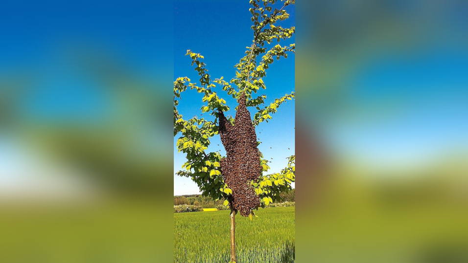 Pl&ouml;tzlich ist der Baum im Garten eingeh&uuml;llt von einem Bienenschwarm. Imker Vinzenz Mirlach erkl&auml;rt, warum das kein Grund zur Panik ist.