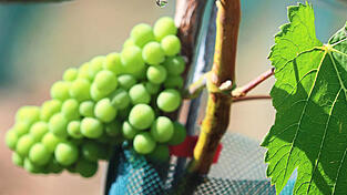 In Franken f&auml;llt durchschnittlich dreimal weniger Regen als in S&uuml;dbayern. Gerade f&uuml;r neue Rebst&ouml;cke kann dies das Aus bedeuten.