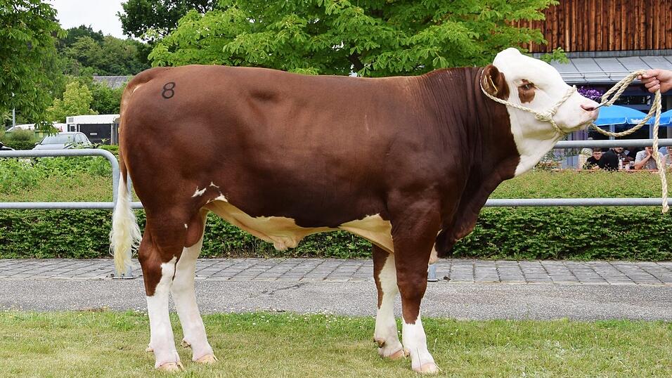 Der Mangan-Sohn wurde f&uuml;r 220.000 Euro vom Besamungsverein Neustadt/Aisch erstanden.