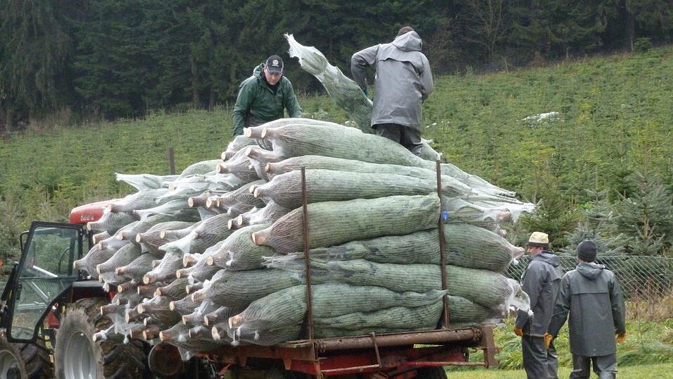 So eingepackt werden sie dann weitertransportiert... (Foto: privat) So eingepackt werden sie dann weitertransportiert... (Foto: privat)