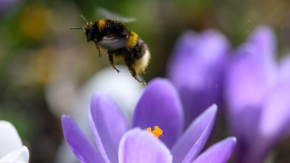 Bei der Hummel-Challenge kann jeder mitmachen (Foto Archiv).