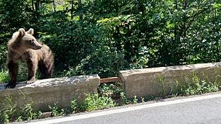 Ein Braunbär wurde bei Thiersee gesichtet. (Symbolbild) Ein Braunbär wurde bei Thiersee gesichtet. (Symbolbild)