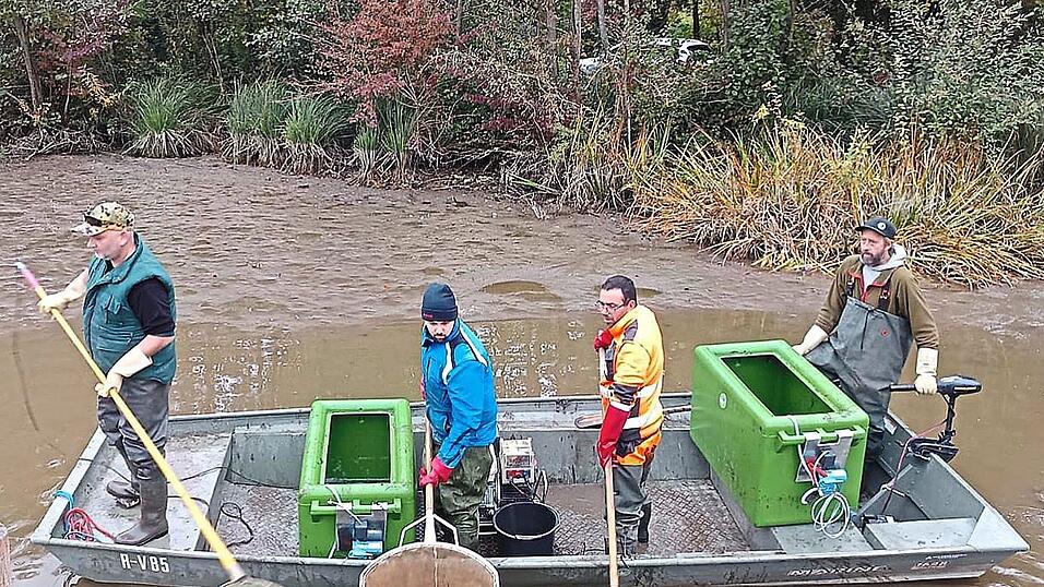 25 Mitglieder des Bezirksfischereivereins brauchten drei Tage, um aus dem Eisweiher Fische mit einem Gesamtgewicht von rund eineinhalb Tonnen in Sicherheit zu bringen. Alle Fische haben am Kloweiher bei Friedenhain ein neues Zuhause gefunden. 25 Mitglieder des Bezirksfischereivereins brauchten drei Tage, um aus dem Eisweiher Fische mit einem Gesamtgewicht von rund eineinhalb Tonnen in Sicherheit zu bringen. Alle Fische haben am Kloweiher bei Friedenhain ein neues Zuhause gefunden.