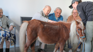 Zwei Therapieponys waren k&uuml;rzlich in der Johanniter-Tagespflege in Schwabelweis zu Besuch. Die Tagespflegeg&auml;ste reagierten auf die Tiere positiv und nahmen Kontakt auf.