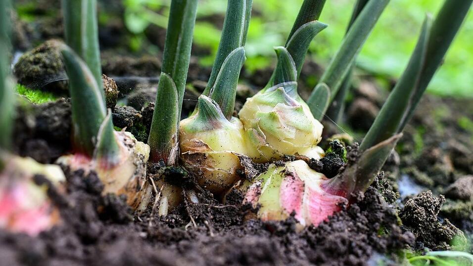 Ingwerknollen wachsen im Gewächshaus der LWG. Ingwerknollen wachsen im Gewächshaus der LWG.