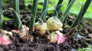 Ingwerknollen wachsen im Gewächshaus der LWG. Ingwerknollen wachsen im Gewächshaus der LWG.