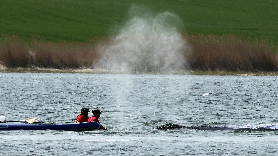 Der Wal soll am Dienstag mit einem Lastkahn geborgen werden.