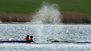 Der Wal soll am Dienstag mit einem Lastkahn geborgen werden.