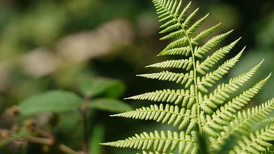 Wunderschönes Ausflugsziel in Passau: die Halser Ilzschleifen. Wunderschönes Ausflugsziel in Passau: die Halser Ilzschleifen.