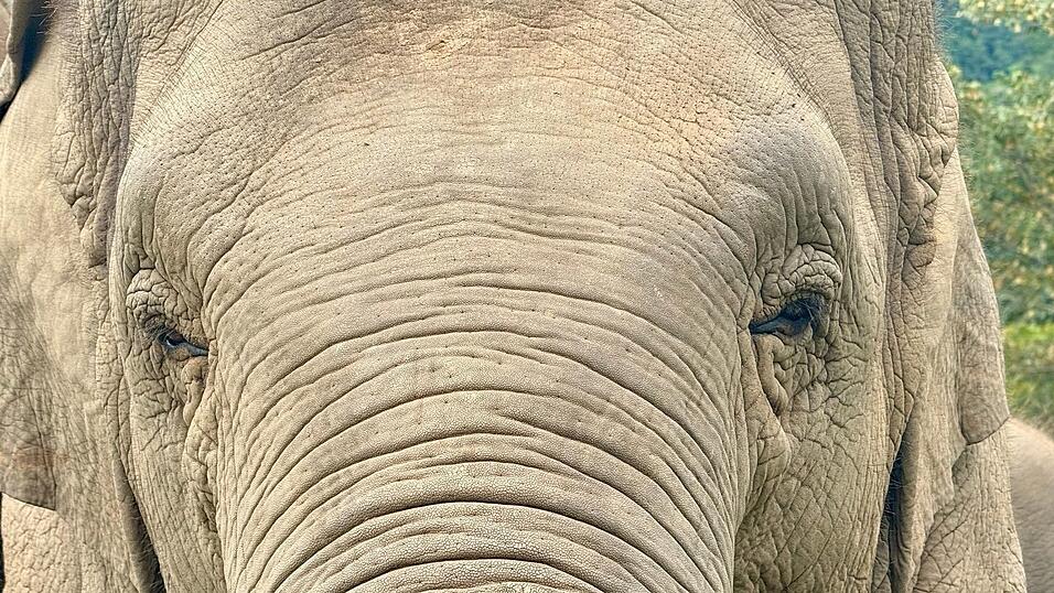 Anwohner vermuten, der Elefant k&ouml;nnte &laquo;einen Geschmack f&uuml;r menschliche Nahrung entwickelt&raquo; haben. (Archivbild)