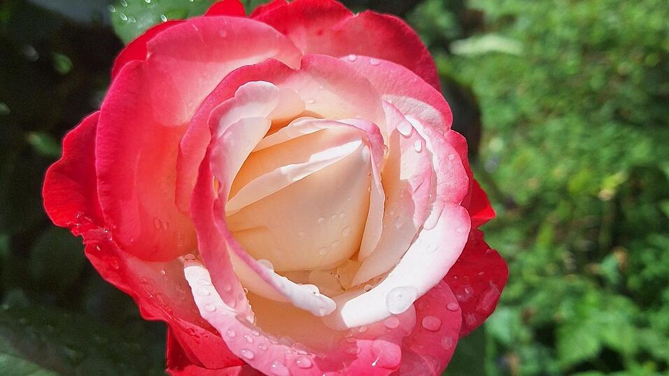 Helga Wildenberger aus Ruhstorf holt mit ihrer Rose den zweiten Platz. Helga Wildenberger aus Ruhstorf holt mit ihrer Rose den zweiten Platz.