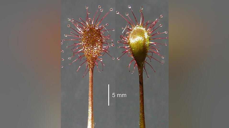Neue Pflanzen werden den Experten zufolge überaus selten in Mitteleuropa, Deutschland und Bayern entdeckt. (Handout) Neue Pflanzen werden den Experten zufolge überaus selten in Mitteleuropa, Deutschland und Bayern entdeckt. (Handout)