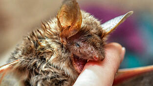 Fledermaus-Experte Alexander Gnatz empfiehlt, die empfindlichen Tiere grunds&auml;tzlich so gut es geht in Ruhe zu lassen. (Symbolbild)