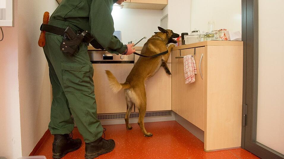 Der belgische Sch&auml;ferhund 'Eddy' sucht auf dem Gel&auml;nde der Diensthundeschule in Herzogau (Bayern) neben Polizeihauptmeister Bernhard Braun nach Banknoten.
