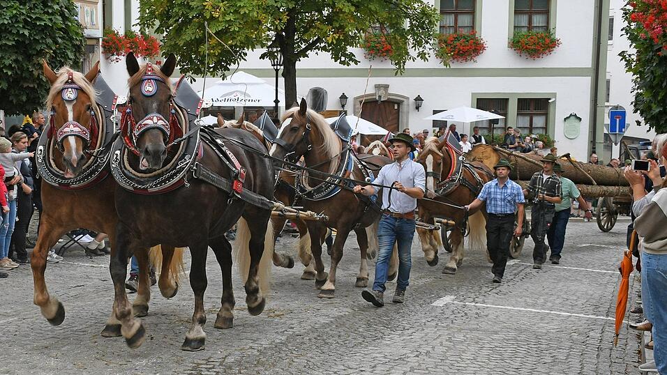 Bei Brauchtumsveranstaltungen, wie dem Rosstag, begeistern die Pferde Tausende von Zuschauern. Damit das sicher vonstattengeht, m&uuml;ssen die Tiere trainiert werden und nehmen dazu auch am Stra&szlig;enverkehr teil.