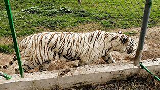 Nach Angaben der Behörden wiegt der entlaufene Tiger rund 130 Kilogramm.