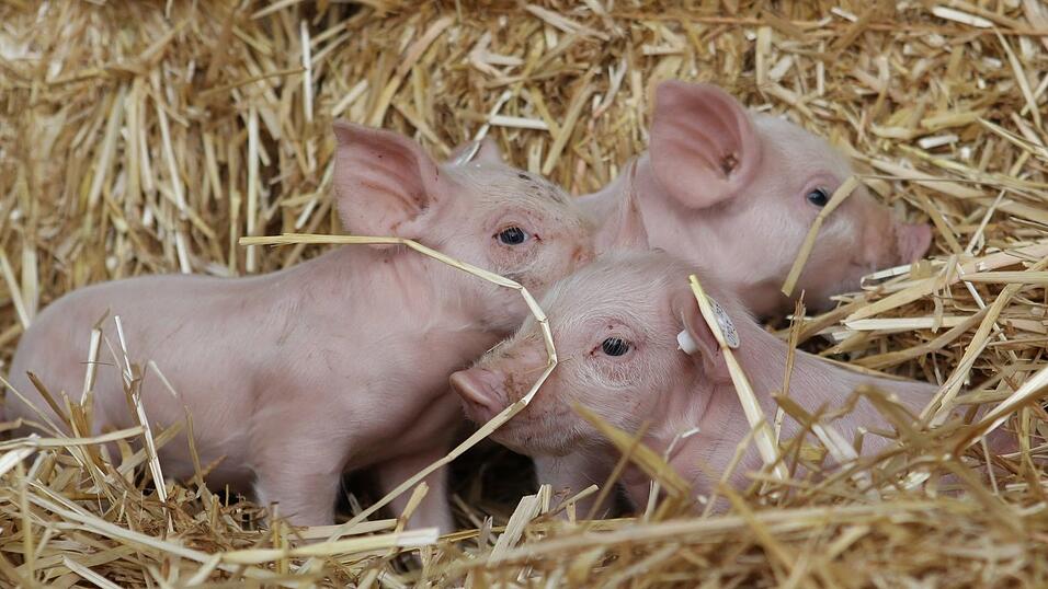 Linken-Chefin Ines Schwerdtner beruft sich gern auf die Fabel von den drei kleinen Schweinchen. (Archivbild) Linken-Chefin Ines Schwerdtner beruft sich gern auf die Fabel von den drei kleinen Schweinchen. (Archivbild)