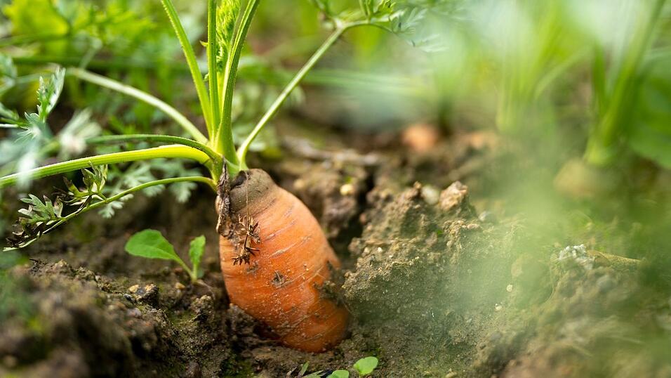 Auf Anbaufl&auml;chen im Freiland wachsen vor allem M&ouml;hren und Karotten (Archivbild)