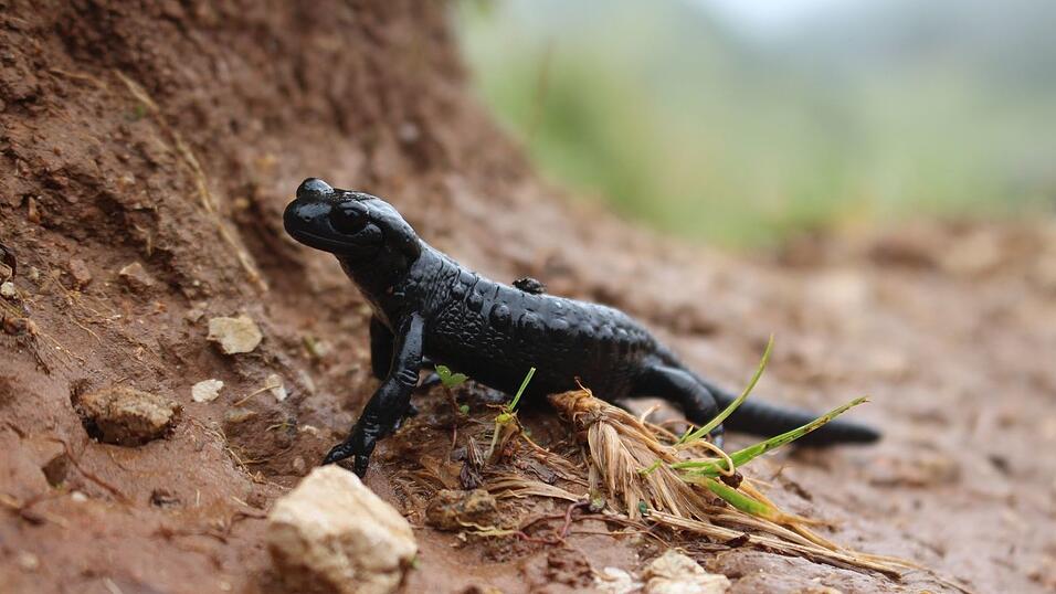 Nach Angaben des Landesbunds für Vogel- und Naturschutz in Bayern werden viele Alpensalamander vor allem im Ost- und Oberallgäu auf Straßen überfahren. (Symbolbild) Nach Angaben des Landesbunds für Vogel- und Naturschutz in Bayern werden viele Alpensalamander vor allem im Ost- und Oberallgäu auf Straßen überfahren. (Symbolbild)
