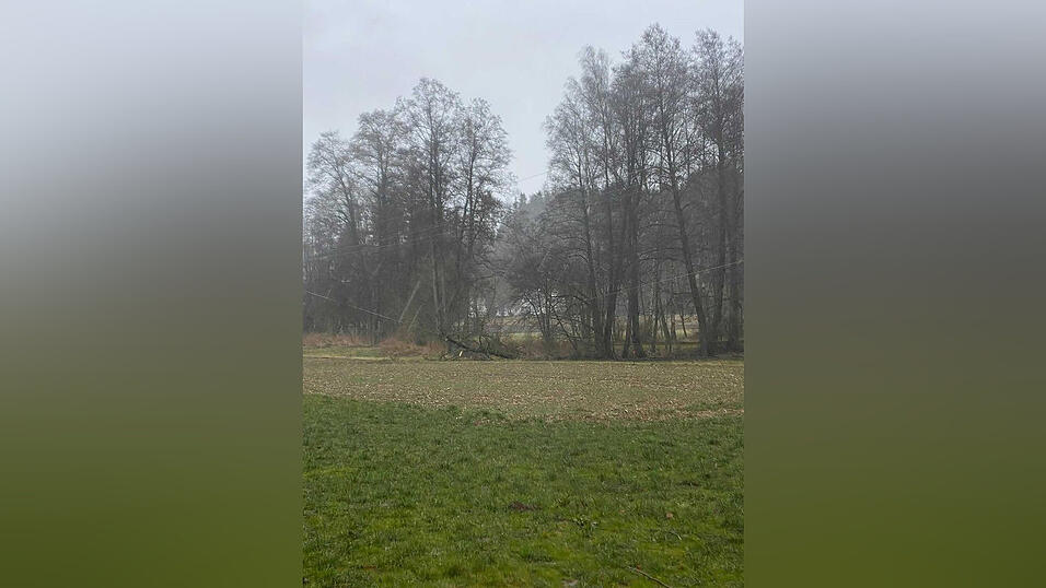 Bei Pfettrach landete ein Baum in der Mittelspannungsleitung. Bei Pfettrach landete ein Baum in der Mittelspannungsleitung.