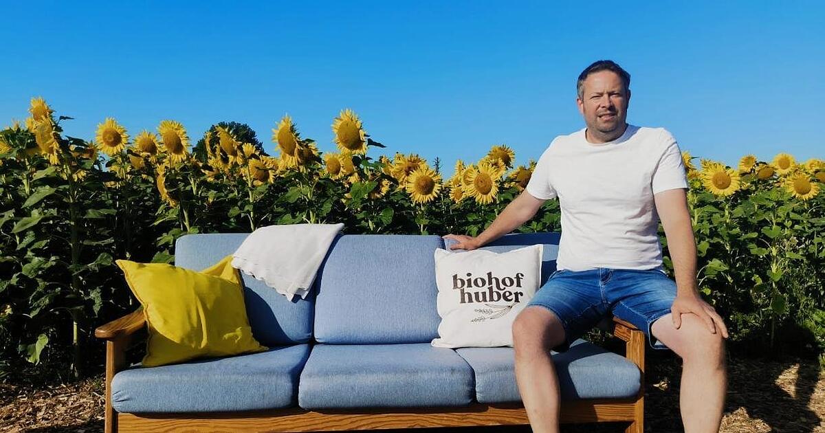 A couch in a sunflower field in Rain keeps memories alive