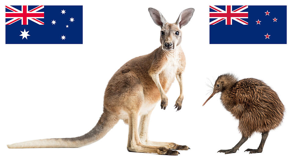 Die bekanntesten tierischen Vertreter ihres Landes: das Känguru aus Australien und der Kiwi aus Neuseeland.