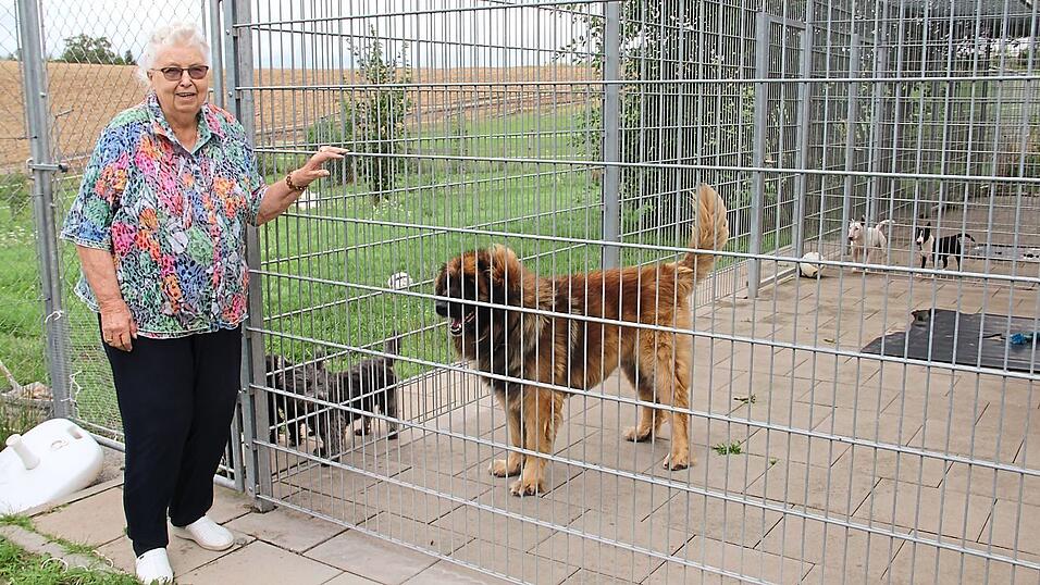 'Ohne die Hunde kann ich nicht leben', sagt die 89-jährige Tierpensionsbetreiberin Lona-Renate Kreil. In diesem Sommer hat sie besonders viele vierbeinige Pensionsgäste. 'Ohne die Hunde kann ich nicht leben', sagt die 89-jährige Tierpensionsbetreiberin Lona-Renate Kreil. In diesem Sommer hat sie besonders viele vierbeinige Pensionsgäste.