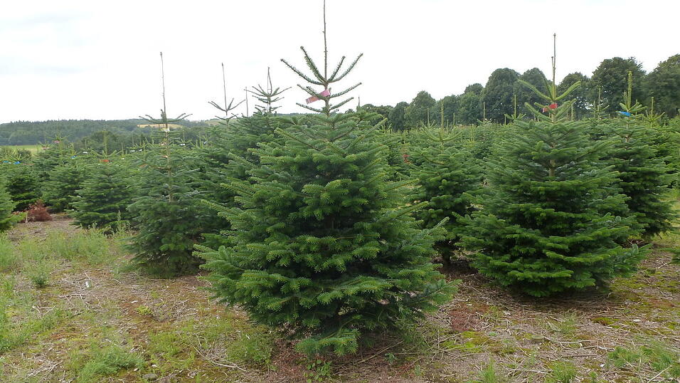 Unter viel Pflege wachsen die kleinen Pflänzchen über Jahre hinweg zu großen Tannenbäumen heran. (Foto: privat) Unter viel Pflege wachsen die kleinen Pflänzchen über Jahre hinweg zu großen Tannenbäumen heran. (Foto: privat)