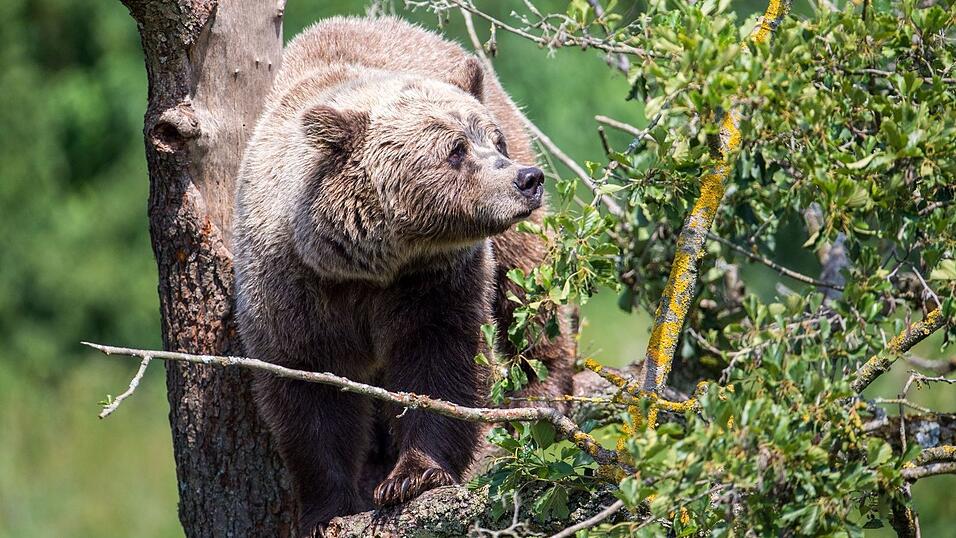 Im Allgäu könnte wieder ein Braunbär unterwegs sein. (Symbolbild) Im Allgäu könnte wieder ein Braunbär unterwegs sein. (Symbolbild)