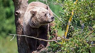 Im Allg&auml;u k&ouml;nnte wieder ein Braunb&auml;r unterwegs sein. (Symbolbild)