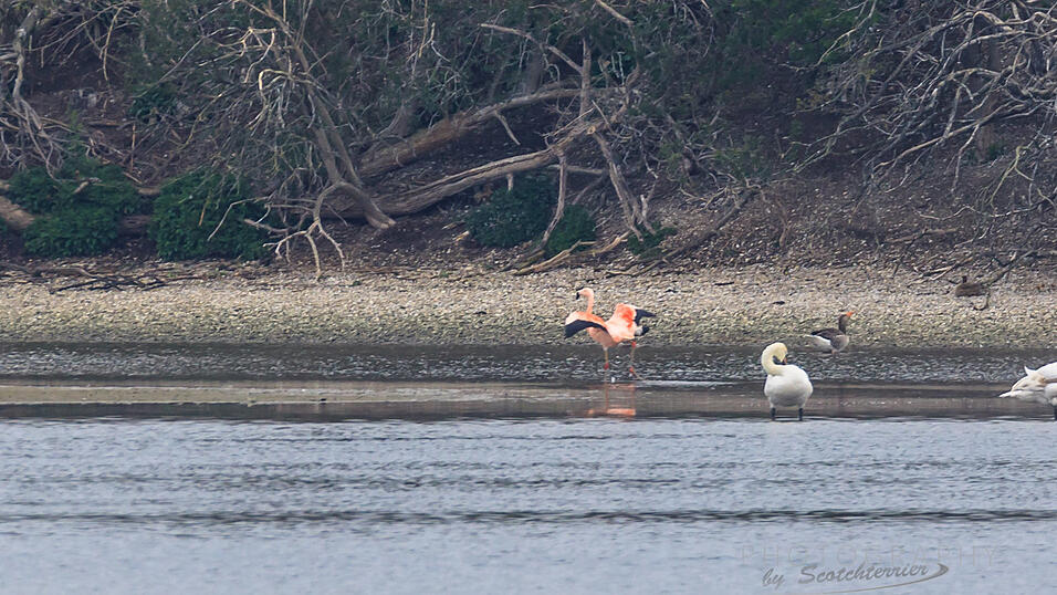 Auch am Echinger Stausee wurde im April bereits mehrfach ein Flamingo gesichtet. Christian Brummer vermutet, dass es der gleiche ist, der sich nun zuletzt an der Isar herumtrieb.