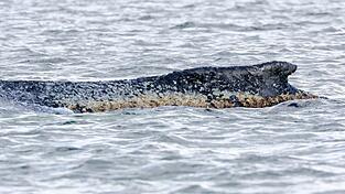 F&uuml;r den Wal scheint es keine Hoffnung mehr zu geben.