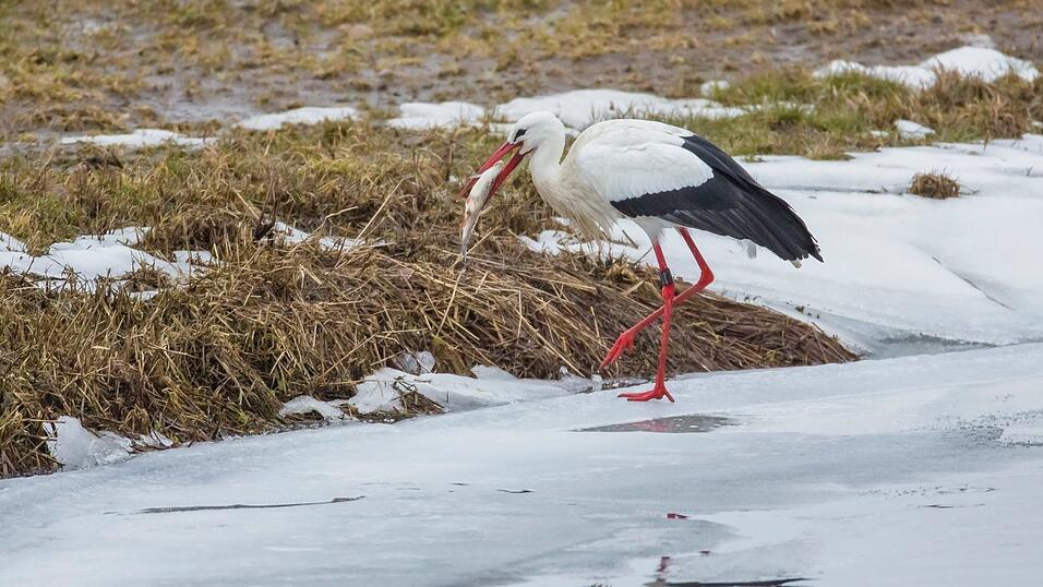 Der Storch misst zwischen 95 und 110 Zentimeter. Der Storch misst zwischen 95 und 110 Zentimeter.