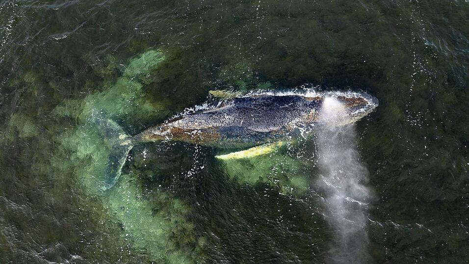 Der Wal ist seit Wochen an der Ostseek&uuml;ste unterwegs. (Archivbild)