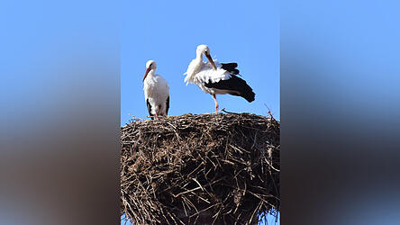 Horstverbundenheit überdeckt bei den Störchen in Laberweinting natürliches Zugverhalten.