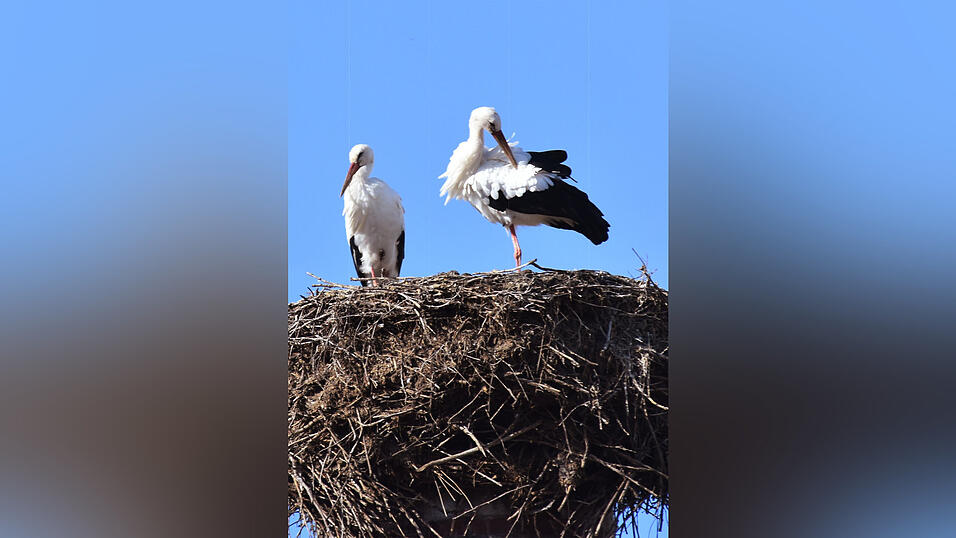 Horstverbundenheit überdeckt bei den Störchen in Laberweinting natürliches Zugverhalten. Horstverbundenheit überdeckt bei den Störchen in Laberweinting natürliches Zugverhalten.