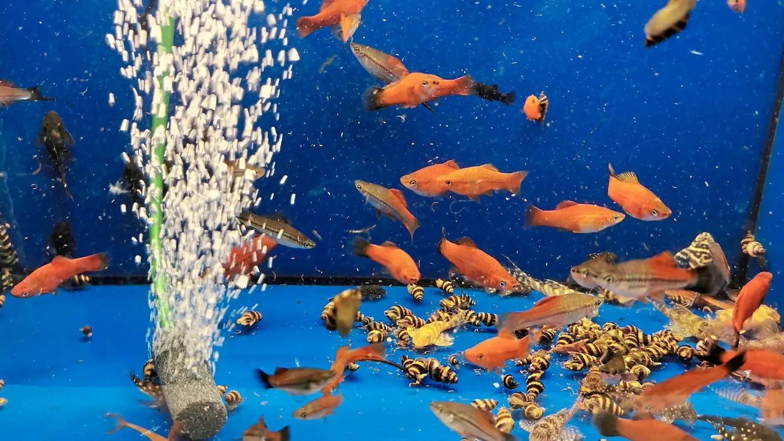 Glasbauchguppy und seine Freunde