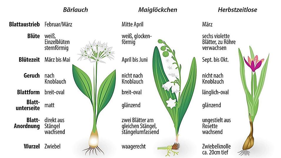 Die Unterscheidungsmerkmale von B&auml;rlauch, Maigl&ouml;ckchen und Herbstzeitlosen auf einen Blick.